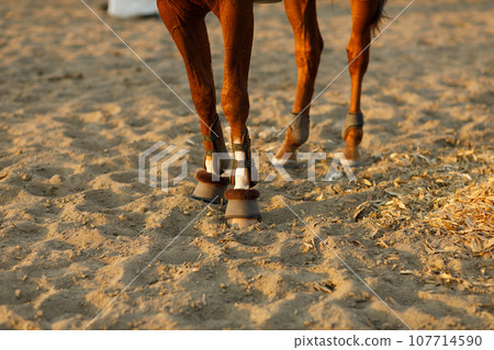 Woman rider jockey in helmet and white uniform preparing horse racing legs close up Woman rider jockey in helmet and white uniform preparing horse racing legs close up 107714590