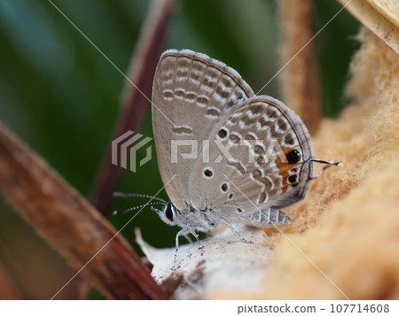 Close-up of Lycaensis butterfly (Lycaenidae perched on cycad cotton) Close-up of Lycaensis butterfly (Lycaenidae perched on cycad cotton) 107714608