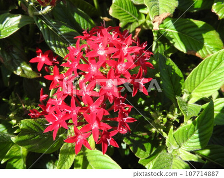 Kusasanthanka (red) 107714887