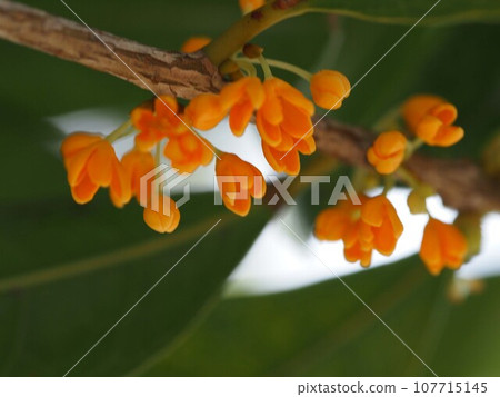 Osmanthus flowers starting to bloom in the shade of a tree (Osmanthus flowers whose orange buds are starting to open) Osmanthus flowers starting to bloom in the shade of a tree (Osmanthus flowers whose orange buds are starting to open) 107715145