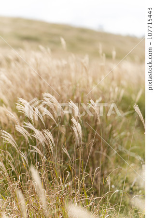 Kirigamine Plateau Miscanthus 107715443