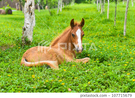 Little foal resting on green grass in Vietnam Little foal resting on green grass in Vietnam 107715679