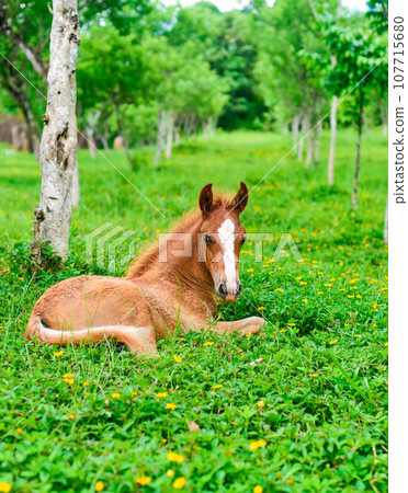Little foal resting on green grass in Vietnam                   107715680