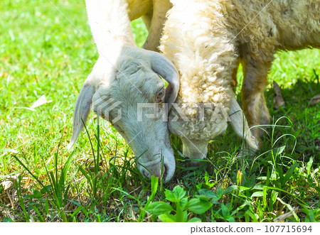 Mum and baby sheeps nibbling grass 107715694