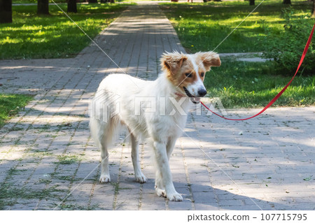 White fluffy dog walking in the park 107715795