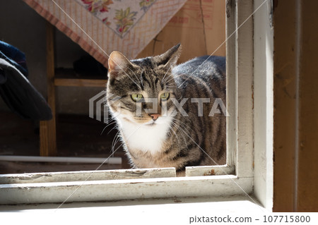 Sad tabby cat lying at home closeup 107715800