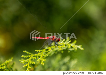 赤蜻屬frequens 107715887