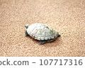 Turtle turtle 107717316