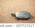Turtle turtle 107717317