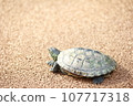 Turtle turtle 107717318