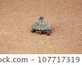Turtle turtle 107717319