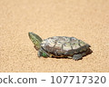 Turtle turtle 107717320