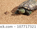 Turtle turtle 107717321