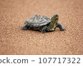 Turtle turtle 107717322