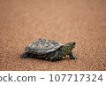 Turtle turtle 107717324