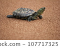 Turtle turtle 107717325
