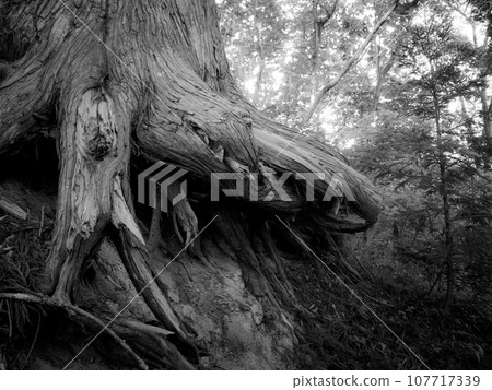 The soil at the base of the giant tree is being scooped out. 107717339