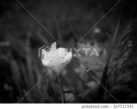 small irises monochrome 107717341