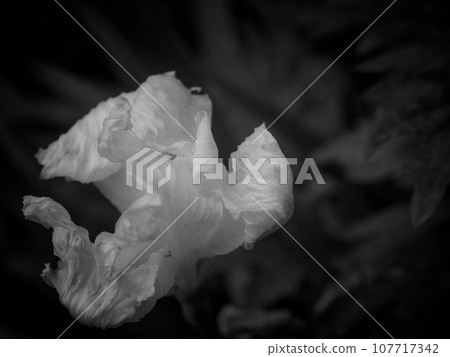 單色虹膜的皺紋。 107717342