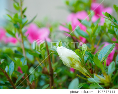 帶花蕾的紫色鳶尾 107717343