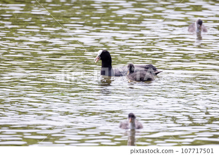 Coot Chicks in Feeding Frenzy at Pond 107717501