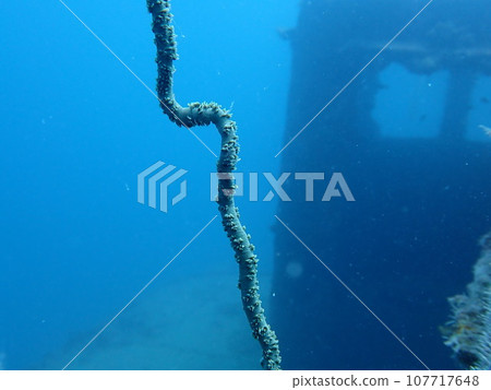 宮古島沉船部分和鞭打落葉鬆的特寫（伊良部沉船） 107717648