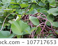 sweet potato vine 107717653