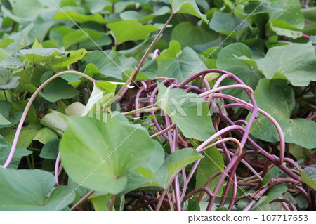 sweet potato vine sweet potato vine 107717653