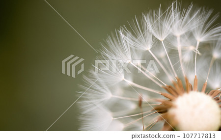 Dandelion Seed Close up Dandelion Seed Close up 107717813