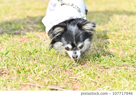Two Chihuahuas walking with a woman - Image of pet walking agency and pet sitter Two Chihuahuas walking with a woman - Image of pet walking agency and pet sitter 107717846