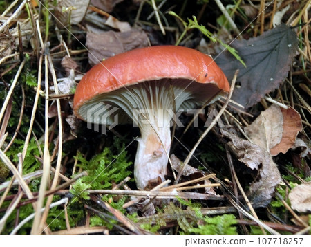 華碩菇（秋田市下濱桂根，10/8） 107718257