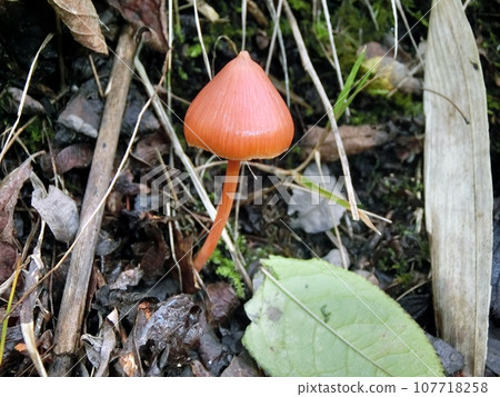 Akaibokasatake (Shimohama Katsurane, Akita City, 10/8) Akaibokasatake (Shimohama Katsurane, Akita City, 10/8) 107718258