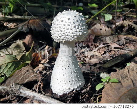 Shiroonitake (Shimohama Katsurane, Akita City, 10/8) 107718276