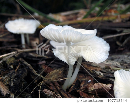 白武（秋田市下濱桂根，10/8） 107718544