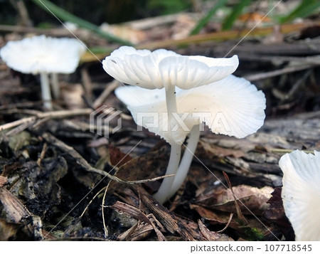 白武（秋田市下濱桂根，10/8） 107718545