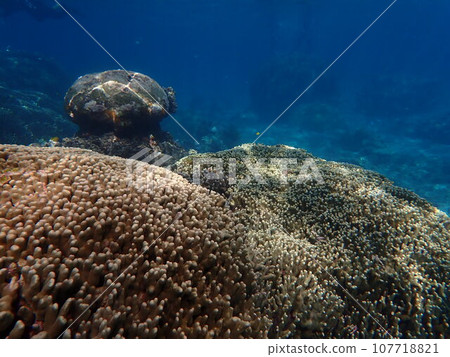 Various large corals illuminated by strong sunlight in the sea Various large corals illuminated by strong sunlight in the sea 107718821
