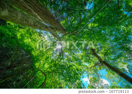 Kyoto garden scenery Kyoto garden scenery 107719113