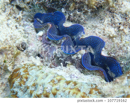 Blue giant clam (Tridacna crocea) that lives among rocks Blue giant clam (Tridacna crocea) that lives among rocks 107719162