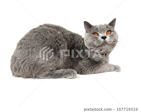 英國短毛貓 英國短毛貓 107719319
