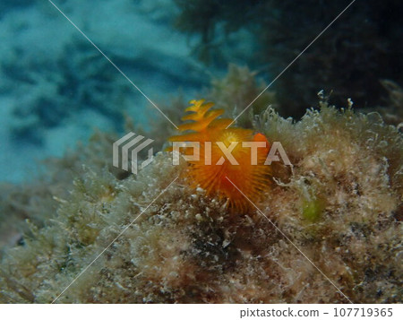 生活在岩石地區的橙色多刺神崎（Spirobranchus giganteus） 107719365
