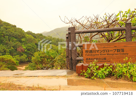 石垣島吹通河紅樹林區 石垣島吹通河紅樹林區 107719418