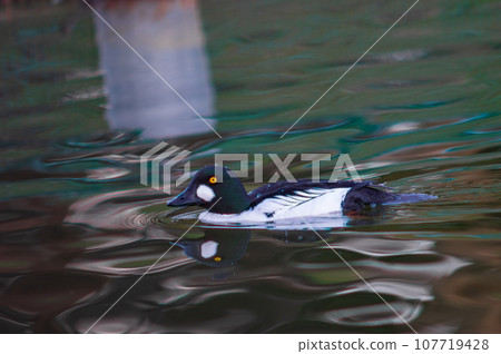 Great white duck swimming in the pond Great white duck swimming in the pond 107719428