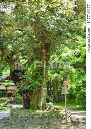 Kyoto Kamigamo Shrine Mutsunoki 107719877