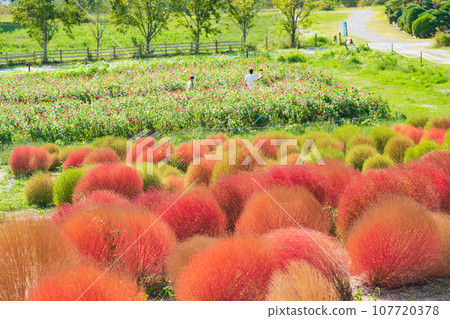 Aichi Farm, kochia with autumn leaves (Nisshin City, Aichi Prefecture) Aichi Farm, kochia with autumn leaves (Nisshin City, Aichi Prefecture) 107720378