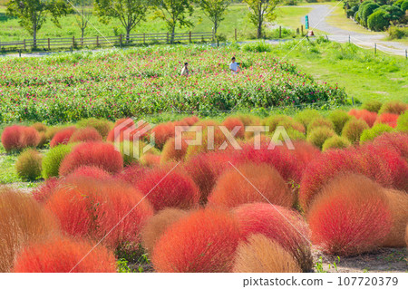 Aichi Farm, kochia with autumn leaves (Nisshin City, Aichi Prefecture) Aichi Farm, kochia with autumn leaves (Nisshin City, Aichi Prefecture) 107720379