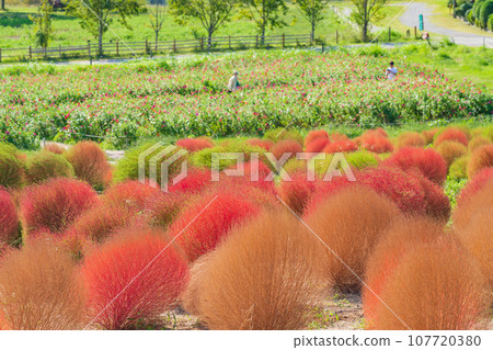 愛知農場、紅葉的地膚(愛知縣日新市) 愛知農場、紅葉的地膚(愛知縣日新市) 107720380