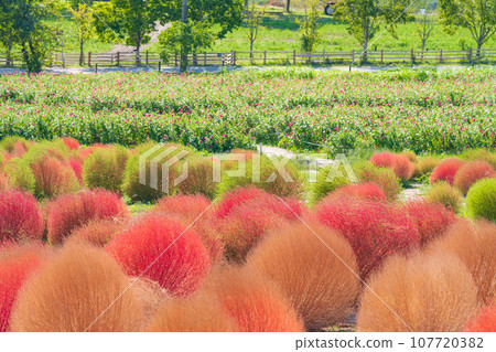 Aichi Farm, kochia with autumn leaves (Nisshin City, Aichi Prefecture) 107720382