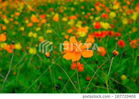 Vivid orange cosmos 107720408