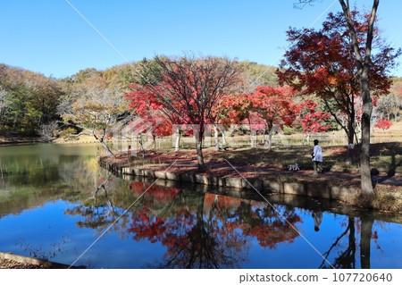 Autumn leaves in Kitayama Park Kasama City Autumn leaves in Kitayama Park Kasama City 107720640