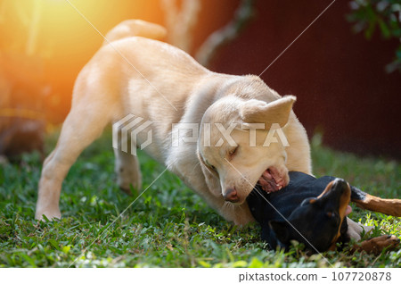 Playful two dog on green grass 107720878